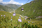 Blühende Wildblumen auf den alpinen Wiesen im Sommer unterhalb eines Skilifts, der die Menschen in das Skigebiet Gudauri im Großen Kaukasusgebirge bringt; Gudauri Recreational Area, Georgien.