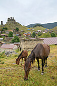Close-up of a foal and its mother (Equus ferus caballus) grazing in a field in front of the village of Omalo with the medieval fortress and tower houses of Keselo on the mountaintop in the distance in Tusheti National Park; Omalo, Kakheti, Georgia