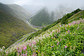 Blumen blühen entlang des extremen Terrains der unbefestigten Abano-Passstraße durch das Kaukasusgebirge; Tuschetien, Georgien.