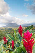 Kräftige, rote Ingwerblüten (Alpinia purpurata) blühen vor dem Vulkan Arenal, einem aktiven Stratovulkan, mit einer dramatischen Wolkenformation über dem Gipfel; Provinz Alajuela, Costa Rica.