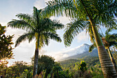 Looking through palm trees past a tropical landscape as the sun rises over the Arenal Volcano, an active stratovolcano; Alajuela Province, Costa Rica