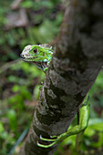 Ein juveniler grüner Leguan (Iguana iguana) schaut heraus und in die Kamera, während er an einem Ast entlang läuft; Puntarenas, Costa Rica