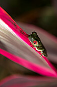 A red-eyed tree frog (Agalychnis callidryas) rests on a leaf of a Cordyline plant (Cordyline fruticosa); Puntarenas, Costa Rica