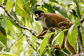 Portrait of a squirrel monkey (Saimiri) climbing through the tree canopy of the rainforest; Puntarenas, Costa Rica