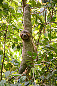 Ein männliches, braunkehliges Dreizehenfaultier (Bradypus variegatus) dreht seinen Kopf, um in die Kamera zu schauen, während es an einem Baum im Manuel Antonio National Park hängt; Quepos, Puntarenas, Costa Rica