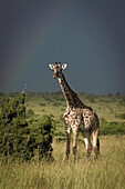 Eine Masai-Giraffe (Giraffa tippelskirchi) steht in der Nähe von Büschen in der Savanne und schaut unter einem grauen Himmel mit einem Regenbogen in die Kamera; Narok, Masai Mara, Kenia.