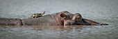 Panorama of a small turtle (terrapin) basking in the sun while on the back of a  hippopotamus (Hippopotamus amphibius) resting in the water; Narok, Masai Mara, Kenya
