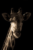 Nahaufnahme des Kopfes und Halses einer Südlichen Giraffe (Giraffa giraffa), dramatisch beleuchtet vom frühen Morgenlicht vor einem rein schwarzen Hintergrund auf der Gabus Game Ranch; Otavi, Otjozondjupa, Namibia.