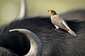Close-up of a yellow-billed oxpeckers (Buphagidae africanus) perched on the back of a cape buffalo (Syncerus caffer caffer); Narok, Masai Mara, Kenya