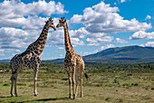 Two giraffes (Giraffa) meet face to face on the savannah in a Safari Park; KwaZulu-Natal, South Africa