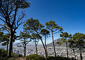 Blick durch die Bäume auf einen Überblick über die Skyline von Kapstadt und den Devil's Peak vom Signal Hill Park; Kapstadt, Kap-Provinz, Südafrika.
