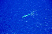 Blue whale (Balaenoptera musculus) seen from the air off the  West Coast of Sri Lanka; Mirissa, Southern Province, Sri Lanka