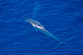 Blue whale (Balaenoptera musculus) blowing air through blowhole as seen from the air off the  West Coast of Sri Lanka; Mirissa, Southern Province, Sri Lanka
