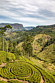 Overlooking the countryside and Tea Estates with tea bushes planted in circular patterns near Nanu Oya in the Hill Country; Dikoya, Nuwara Eliya District, Central Province, Sri Lanka