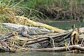 Marsh mugger crocodile (Crocodylus palustris) basking on the shores of the Narayani River in Chitwan National Park; Chitwan, Nepal