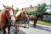 Nahaufnahme von Pferden (Equus ferus caballus) mit roten Quasten, die an einem sonnigen Tag in einer Stadt in Siebenbürgen in einer Reihe auf einer gepflasterten Straße stehen und an Stangen angehängt sind; Siebenbürgen, Rumänien.