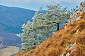 Snowy Scots pine (Pinus sylvestris) trees on the mountainside at Mount Vapec in the Strazov Mountains; Little Fatra (Kleine Fatra), Western Carpathian Mountains, Horna Poruba, Slovakia