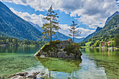 Norway spruce (Picea abies) tree on a small, rock island in Lake Hintersee, Bavarian Alps; Berchtesgadener Land, Ramsau, Bavaria, Germany