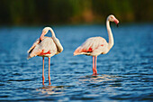 Two Greater Flamingos (Phoenicopterus roseus) wildlife, standing in the water in the Parc Naturel Regional de Camargue; Saintes-Maries-de-la-Mer, Camargue, France