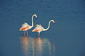 Two Greater Flamingos (Phoenicopterus roseus) wildlife, standing in the Ebro River with their white feathers ruffled; Ebro Delta, Province of Tarragona, Catalonia, Spain