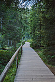 Weg durch den Wald am Arbersee, Bayerischer Wald; Bayern, Deutschland