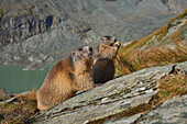 Nahaufnahme von zwei Alpenmurmeltieren (Marmota marmota), die auf einem felsigen Hang stehen, eines frisst, am Großglockner (Gro?glockner); Nationalpark Hohe Tauern, Österreich