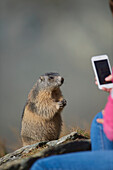 Tourist mit Smartphone beim Fotografieren eines Murmeltiers (Marmota marmota) in der Nähe, Großglockner (Gro?glockner); Nationalpark Hohe Tauern, Österreich