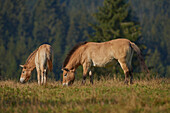 Przewalski's horse or Mongolian wild horse (Equus ferus przewalskii) grazing on a field, captive; Bavarian Forest National Park, Bavaria, Germany, Europe