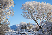 Schneebedeckte Bäume gegen einen blauen Himmel im Winter; Tahilla County Kerry Irland