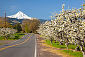 Apfelblütenbäume entlang einer Straße im Hood River Valley in der Columbia River Gorge; Oregon Vereinigte Staaten von Amerika