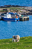 Ein Schaf und ein Lamm auf dem Gras entlang der Küste; Shetland Schottland