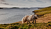 Shetlandpony am Ufer; Shetland Schottland