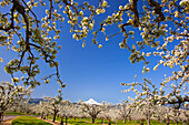 Apfelblütenbäume im Hood River Valley; Columbia River Gorge mit Mount Hood im Hintergrund; Oregon Vereinigte Staaten von Amerika