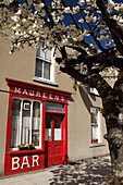 Kirschblütenbaum vor einem irischen Pub; Buttevant Grafschaft Cork Irland