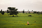 Eine kambodschanische Frau in einem Reisfeld; Phnom Penh Kambodscha