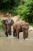 Ein Mann sitzt auf einem Elefanten, während die Elefanten aus dem Wasser trinken; Chiang Mai Thailand