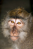 Indonesia, Bali, Ubud, Macaque Monkey.