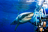 Mexico, Great White Shark (Carcharodon Carcharias) Observing Caged Divers ; Guadalupe Island