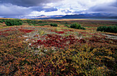 USA, Denali National Park; Alaska, farbenprächtige Herbsttundra mit Alaska Range in der Ferne