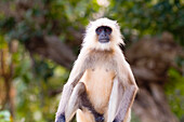 India, Monkey in jungle of Ranthambore National Park; Rajasthan