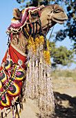 Indien, Kamel in zeremonieller Tracht; Rajasthan