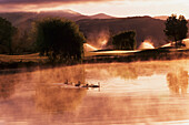 USA, California, Ducks on misty pond near golf course at sunrise; Sonoma