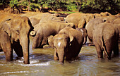 Sri Lanka, Elefanten im Fluss beim Elefantenwaisenhaus in der Nähe von Candy.