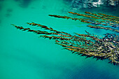 USA, California, Seaweed floating in turquoise ocean water on coastline; Big Sur