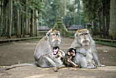 Indonesien, Bali, Ubud, Affenwaldtempel, Zwei Affen sitzen mit Babys auf Beton