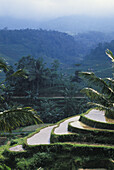 Indonesien, Bali, Überblick über Reisterrassen, nass und schlammig zur Vorbereitung der Anpflanzung