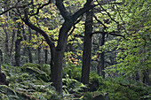 Wald im Peak District National Park; Derbyshire England