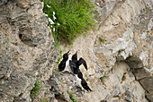 Small Penguins On A Cliff In Forillon National Park; Quebec Canada
