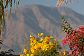 Nahaufnahme von gelben und roten Blumen mit großem Wüstenberg in der Ferne und blauem Himmel; Palm Springs Kalifornien Vereinigte Staaten von Amerika
