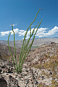Große Kaktuspflanze in Wüstengebirge mit Bergkette in der Ferne mit blauem Himmel und Wolken; Palm Springs Kalifornien Vereinigte Staaten Von Amerika
